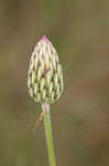 Le Conte's thistle